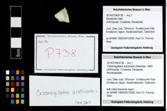 Foto (Objekt + Etikett) von Cracensigillatus acutirostris (Moericke, 1889)  (NHMW-GEO-2014-0194-0738)